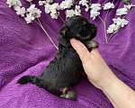 Собаки в Москве: Чёрный йорк мальчик без перецвета Мальчик, 50 000 руб. - фото 9