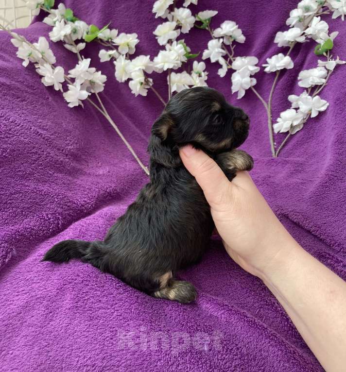 Собаки в Москве: Чёрный йорк мальчик без перецвета Мальчик, 50 000 руб. - фото 9