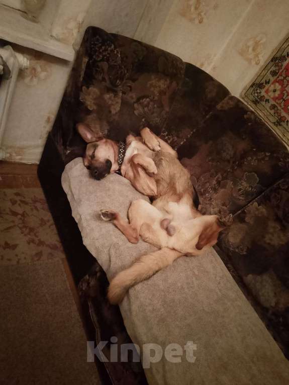 Собаки в Королеве: Потерялась собака!!! Мальчик, Бесплатно - фото 3