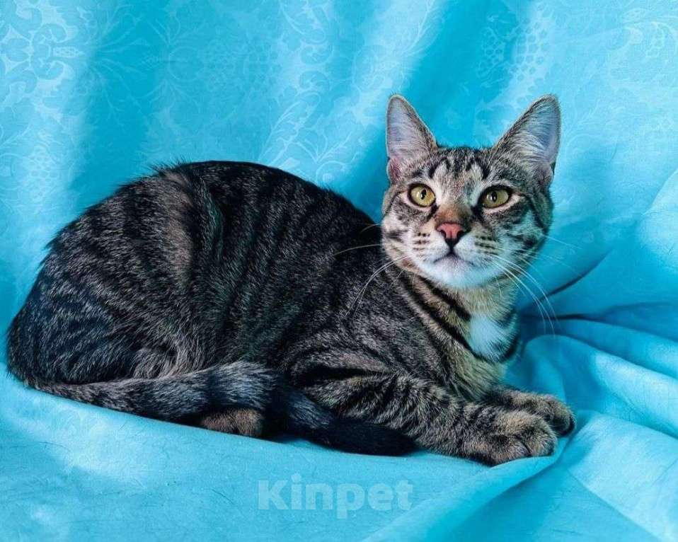 Кошки в Москве: Полосатый котенок в добрые руки  Мальчик, Бесплатно - фото 1