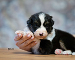 Собаки в Москве: Австралийская овчарка, щенок аусси Мальчик, 50 000 руб. - фото 7