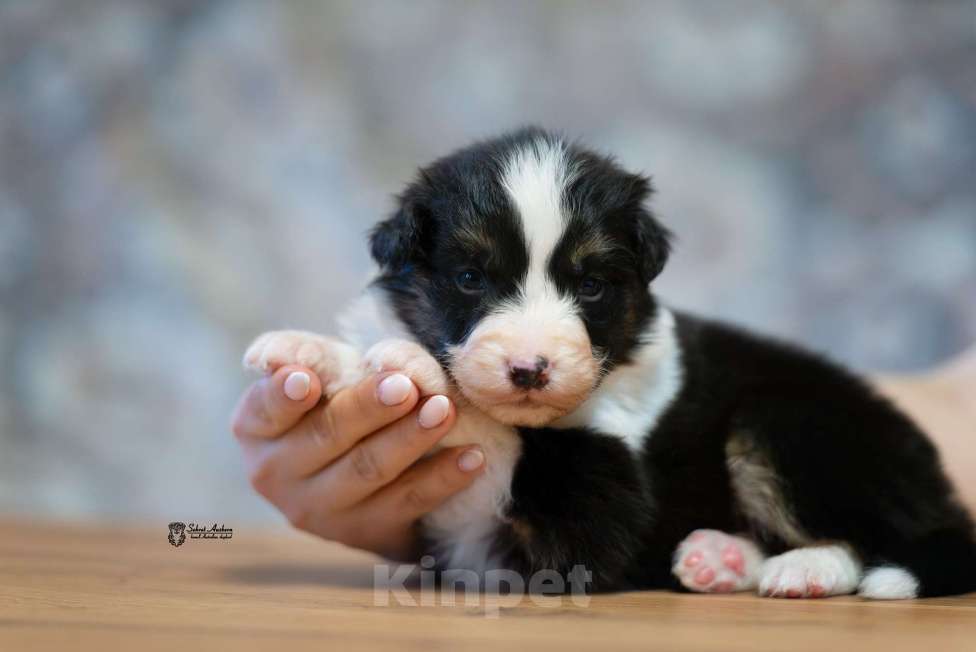 Собаки в Москве: Австралийская овчарка, щенок аусси Мальчик, 50 000 руб. - фото 7