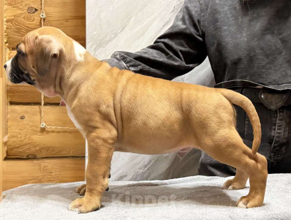 Собаки в Москве: Щенок американского стаффордширского терьера! Мальчик, 65 000 руб. - фото 2