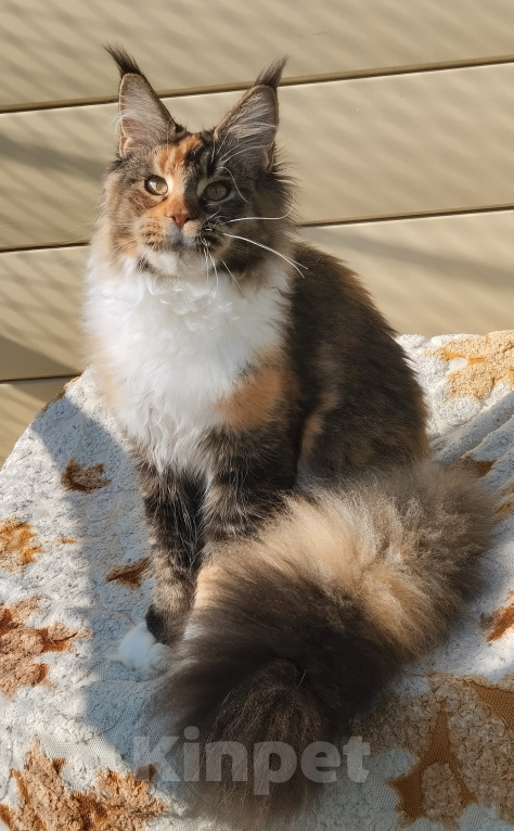 Кошки в Екатеринбурге: Кошечка - котенок Мейн Кун Девочка, 80 000 руб. - фото 3