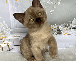 Кошки в Москве: Бурманский котёнок в шоколадном окрасе  Мальчик, 80 000 руб. - фото 7