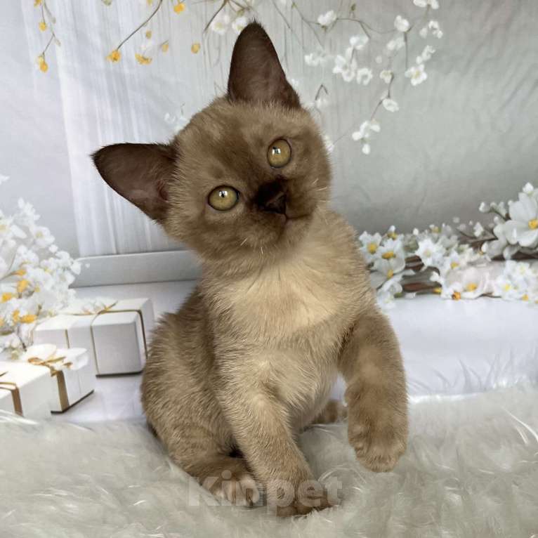 Кошки в Москве: Бурманский котёнок в шоколадном окрасе  Мальчик, 80 000 руб. - фото 7