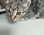 Кошки в Москве: Котенок Уля ищет дом Девочка, Бесплатно - фото 10