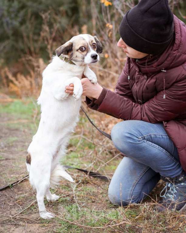Собаки в Москве: Нюша, 6 лет, вес 7 кг в добрые руки Девочка, Бесплатно - фото 7
