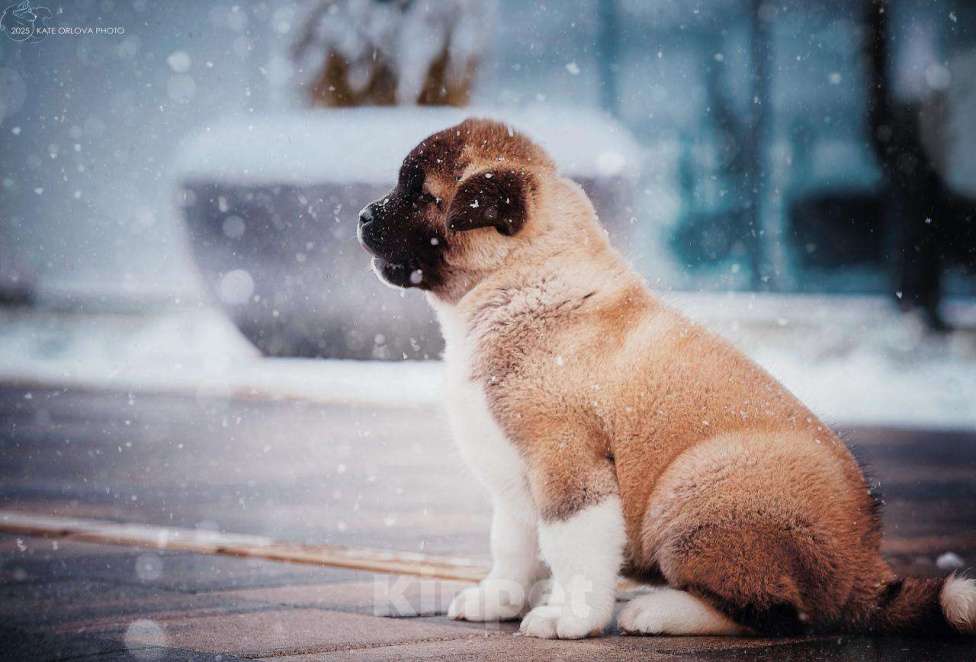 Собаки в Москве: Шикарная девочка Американской Акиты Девочка, Бесплатно - фото 3