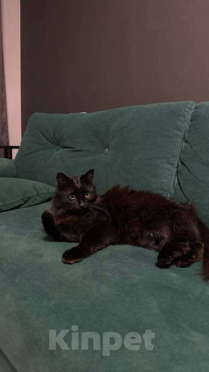 Кошки в Москве: Ищем дом для черной кошечки  Девочка, Бесплатно - фото 4