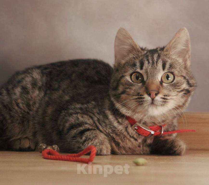 Кошки в Москве: Шпротик Микки Мальчик, Бесплатно - фото 1