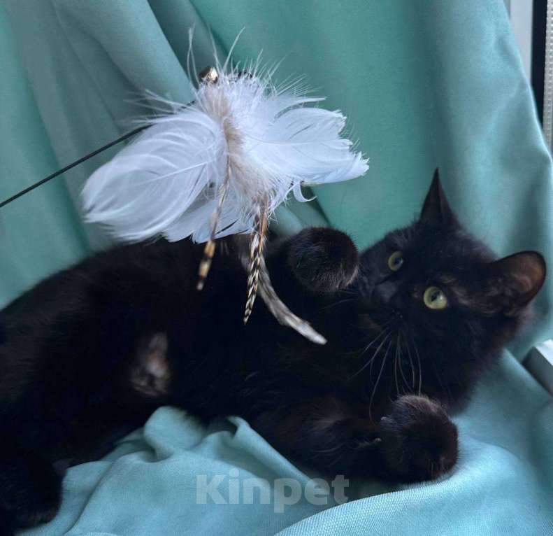 Кошки в Москве: Кошка Багира ищет дом Девочка, Бесплатно - фото 4