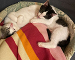Кошки в Санкт-Петербурге: Две прекрасные кошечки ищут дом Девочка, 1 руб. - фото 2