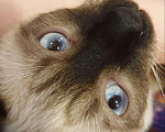 Кошки в Химках: Вязка кошки, 1 000 руб. - фото 1