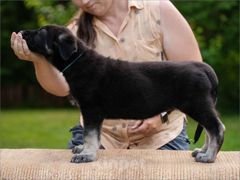 Собаки в других городах Самарской области: Кобель Восточноевропейской овчарки Мальчик, 60 000 руб. - фото 2