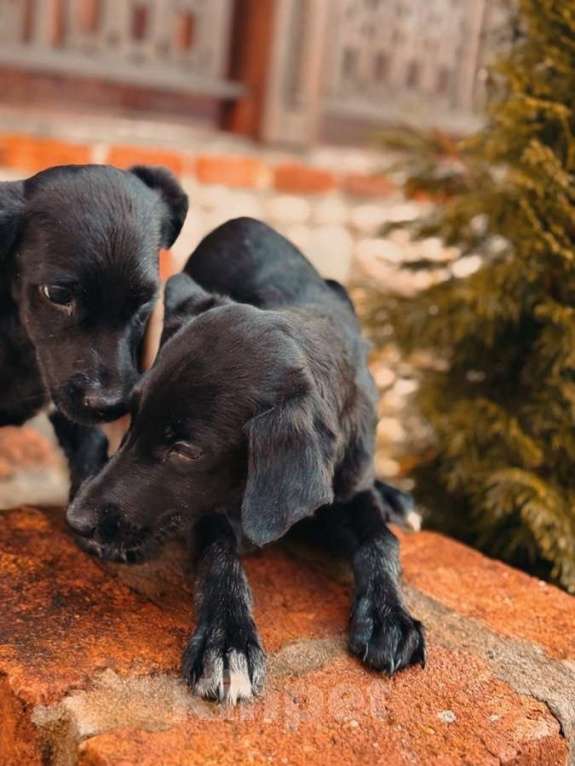 Собаки в Москве: Два чудесных щеночка (девочки) ищут дом! Девочка, Бесплатно - фото 2