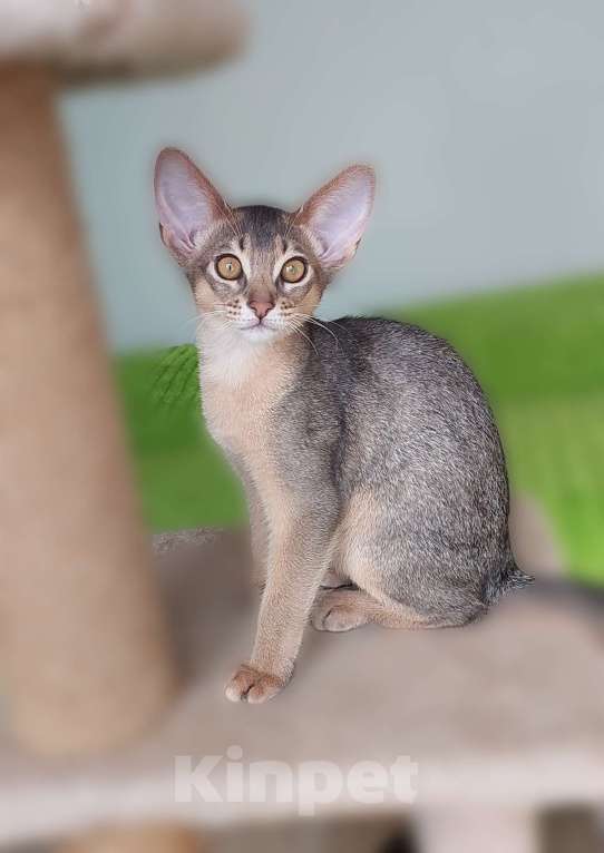 Кошки в Москве: Абиссинская девочка Девочка, 60 000 руб. - фото 5