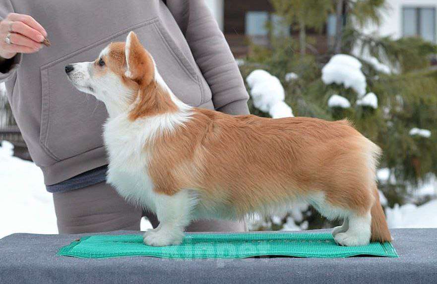 Собаки в Новосибирске: Высокопородный щенок вельш корги пемброк Девочка, Бесплатно - фото 8