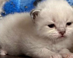 Кошки в Краснодаре: Невский мальчик Мальчик, 40 000 руб. - фото 1