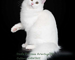 Кошки в Новом Ладоге: Сибирская молодая кошечка в качестве домашнего любимца Девочка, Бесплатно - фото 2