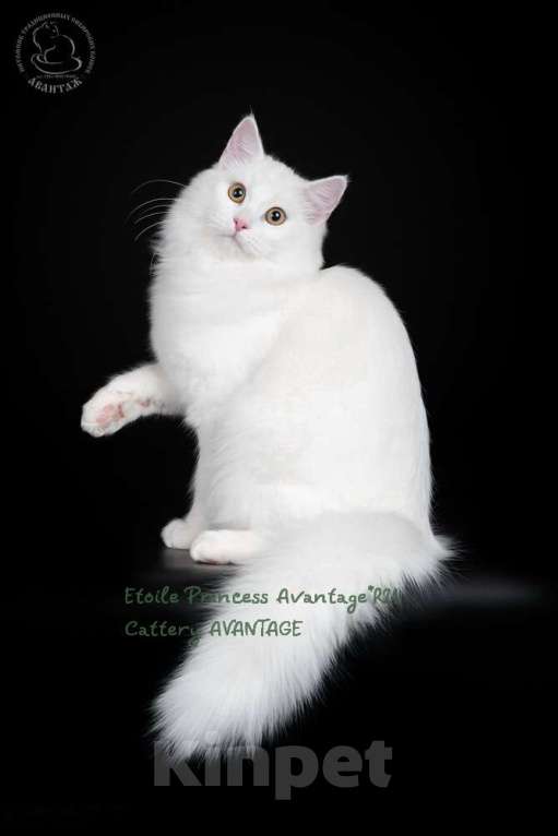 Кошки в Санкт-Петербурге: Сибирская молодая кошечка в ЛЮБИМЦЫ Девочка, Бесплатно - фото 2