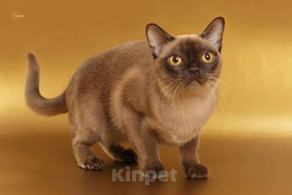 Кошки в Ростове-на-Дону: Американская Бурма котята Мальчик, Бесплатно - фото 9