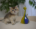 Кошки в Самаре: Британский короткошерстный мальчик, ny25 Мальчик, 40 000 руб. - фото 1