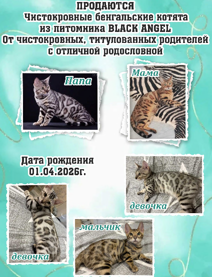 Кошки в Новоалтайске: Бенгальская девочка Девочка, 40 000 руб. - фото 2