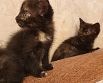 Кошки в Химках: Кошечки близнецы  Девочка, 1 руб. - фото 3
