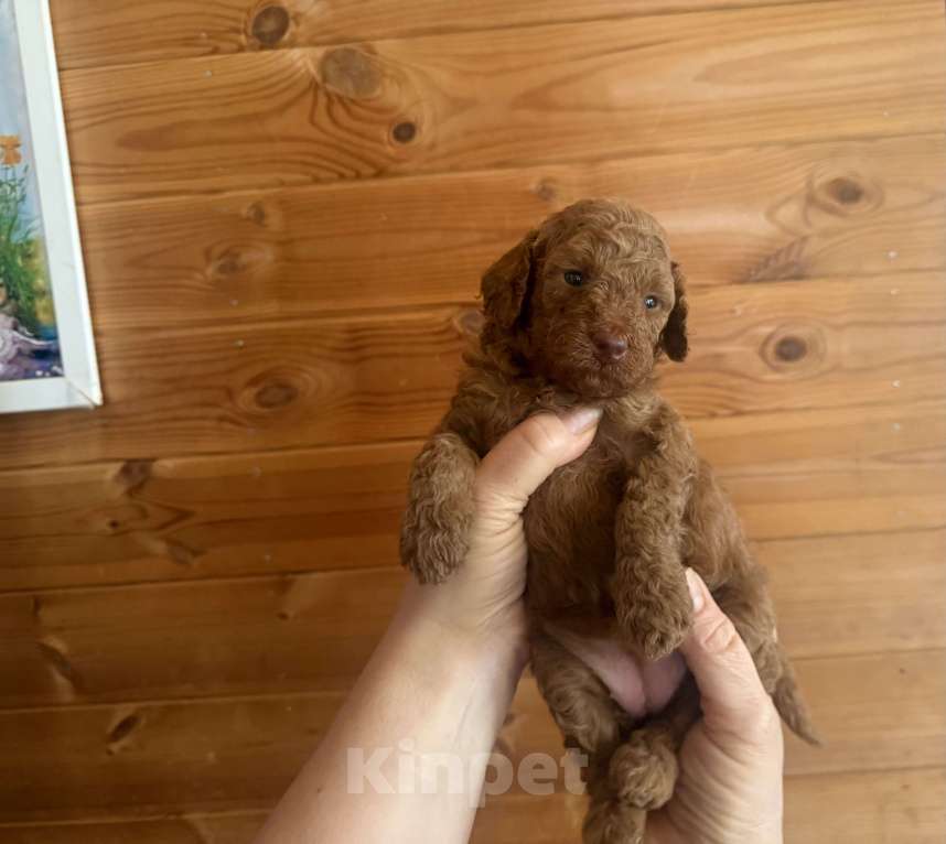 Собаки в Москве: Той пудель Мелкая миниатюра Разнополые, 60 000 руб. - фото 1