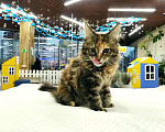 Кошки в Артемовском: Мейн-кун девочка Девочка, 40 000 руб. - фото 6