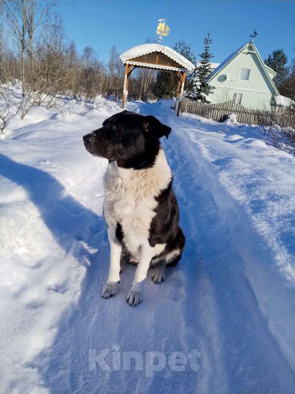 Собаки в Санкт-Петербурге: 1 щеночек ищет добрых хозяев Мальчик, Бесплатно - фото 3