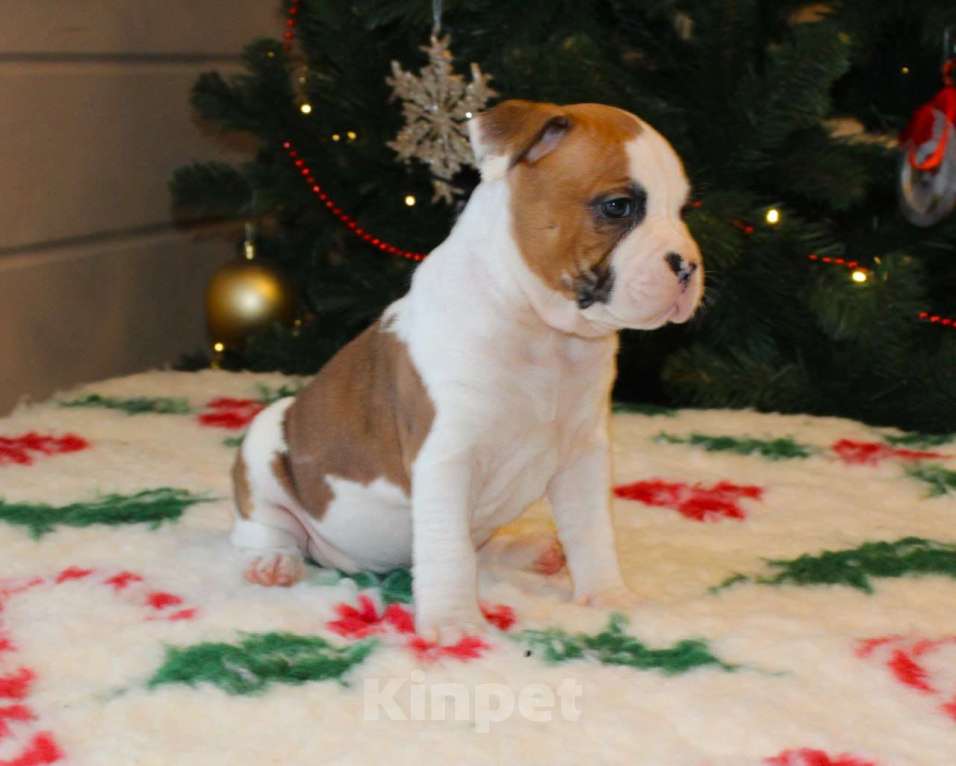 Собаки в других городах Московской области: Девочка амстаффа Девочка, 60 000 руб. - фото 3