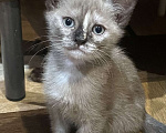 Кошки в Москве: Котёнок Европейской бурмы Девочка, 10 000 руб. - фото 1