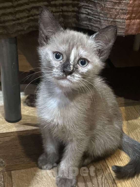 Кошки в Москве: Котёнок Европейской бурмы Девочка, 10 000 руб. - фото 1