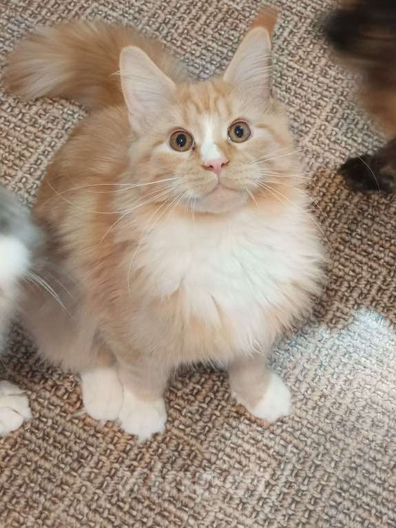 Кошки в других городах Владимирской области: Котик  мейн кун в любимцы Мальчик, 45 000 руб. - фото 1