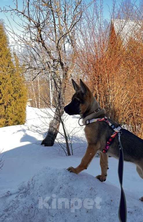 Собаки в Москве: Щенок немецкой овчарки Веста в добрые руки Девочка, 1 руб. - фото 2
