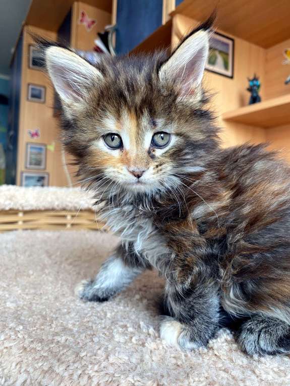 Кошки в Екатеринбурге: Котенок мейн-кун Девочка, 25 000 руб. - фото 1