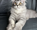 Кошки в Москве: Котенок породы Мейн-кун Мальчик, 35 000 руб. - фото 4