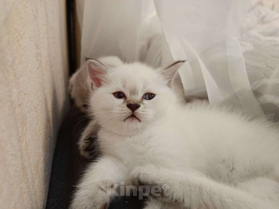 Кошки в Ростове-на-Дону: Мальчик 2 Мальчик, 13 000 руб. - фото 5