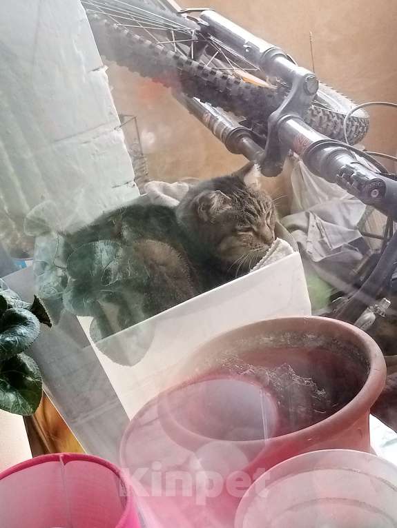 Кошки в Улане-Удэ: ПРОПАЛА САМАЯ ЛЮБИМАЯ КОШКА НА СВЕТЕ! Девочка, 1 000 руб. - фото 3