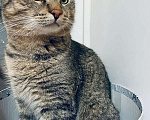 Кошки в Москве: Красивый и ласковый кот Арчи ищет семью Мальчик, 1 руб. - фото 4