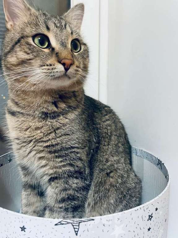 Кошки в Москве: Красивый и ласковый кот Арчи ищет семью Мальчик, 1 руб. - фото 4