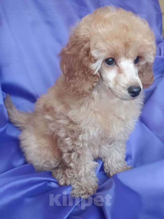 Собаки в Санкт-Петербурге: Девочка миниатюрного пуделя РКФ Девочка, 90 000 руб. - фото 4