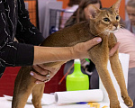 Кошки в Нижнем Новгороде: Абиссинский кот в разведение  Мальчик, 50 000 руб. - фото 5