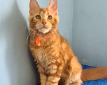 Кошки в Самаре: Котёнок породы Мейн-кун, MCO female Marsel Девочка, 40 000 руб. - фото 1