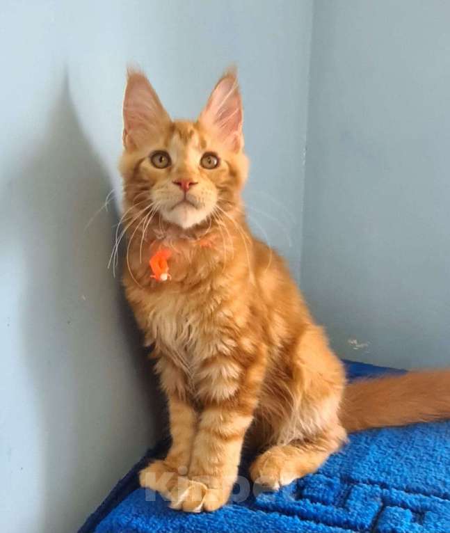 Кошки в Самаре: Котёнок породы Мейн-кун, MCO female Marsel Девочка, 40 000 руб. - фото 1