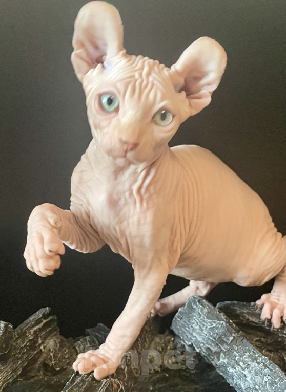 Кошки в Москве: Котик эльф для вас Мальчик, 25 000 руб. - фото 4