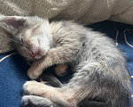 Кошки в других городах Иркутской области: котенок в добрые руки Девочка, Бесплатно - фото 1