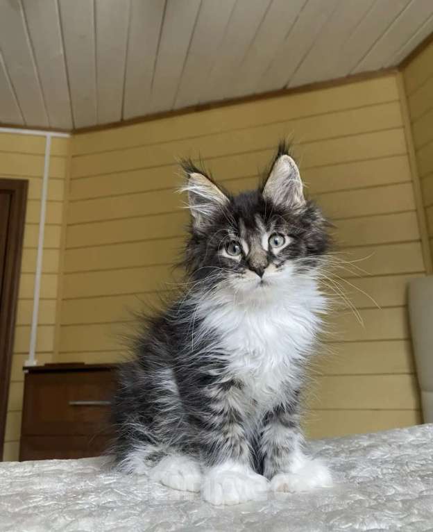 Кошки в других городах Московской области: Мейн-кун полидакт мальчишка🔥 Мальчик, 80 000 руб. - фото 3